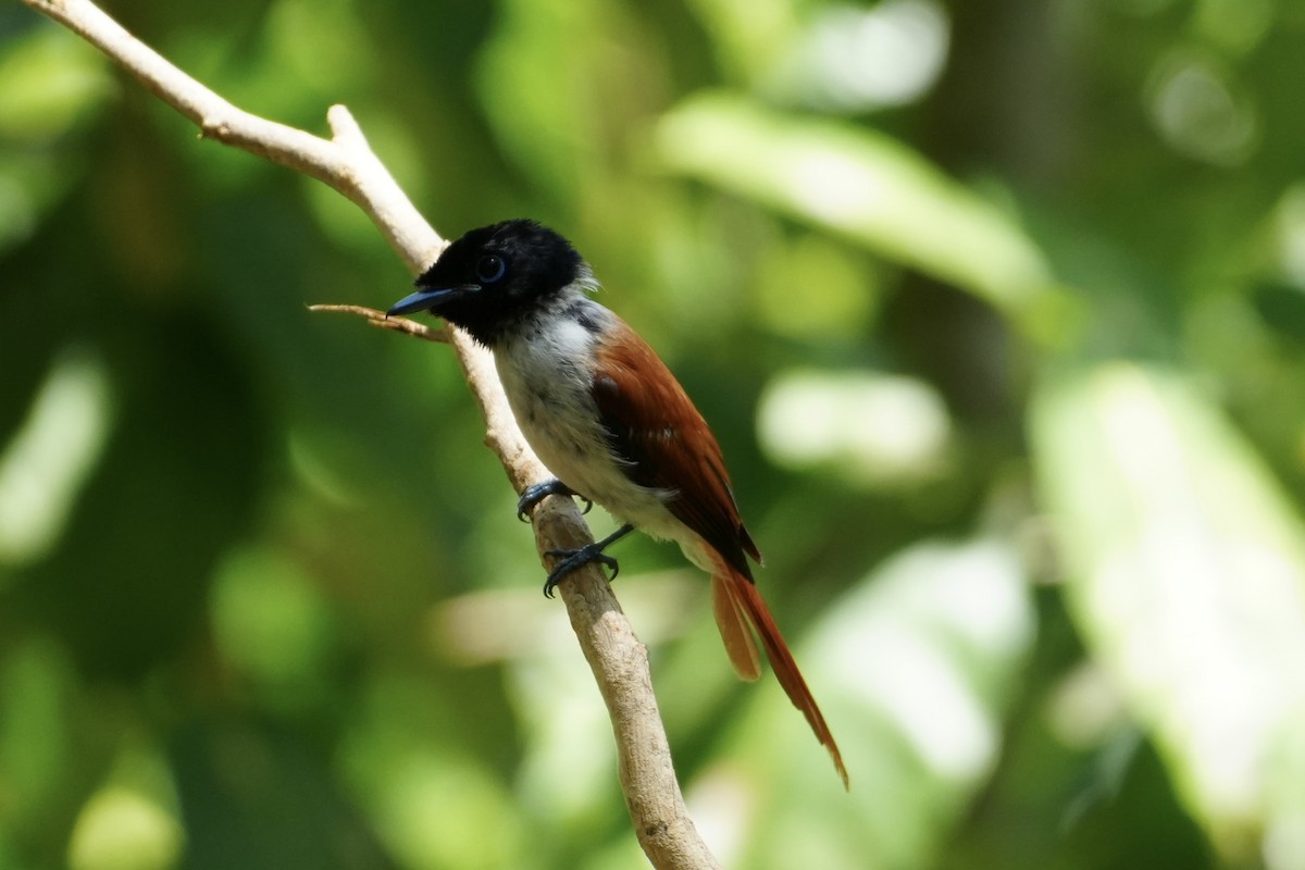 Seychelles Paradise-Flycatcher - ML644130763