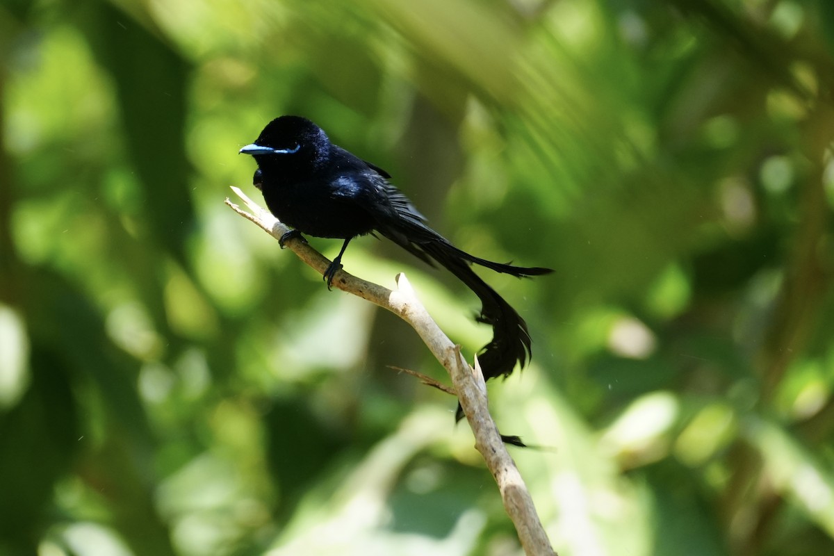 Seychelles Paradise-Flycatcher - ML644130764