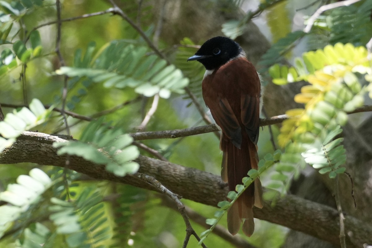 Seychelles Paradise-Flycatcher - ML644130765