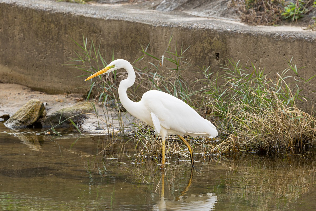 Great Egret - ML644130767