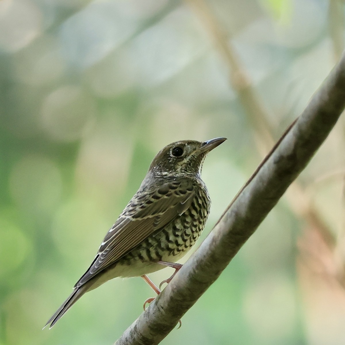 White-throated Rock-Thrush - ML644130768