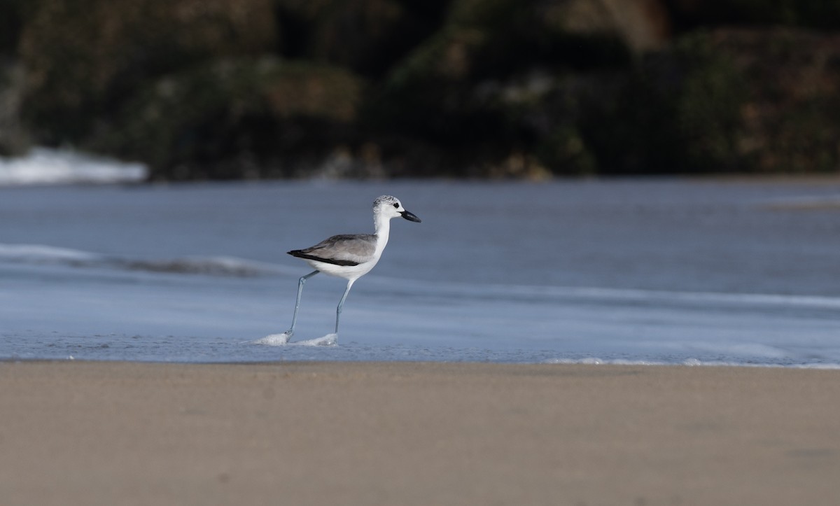 Crab-Plover - ML644130769