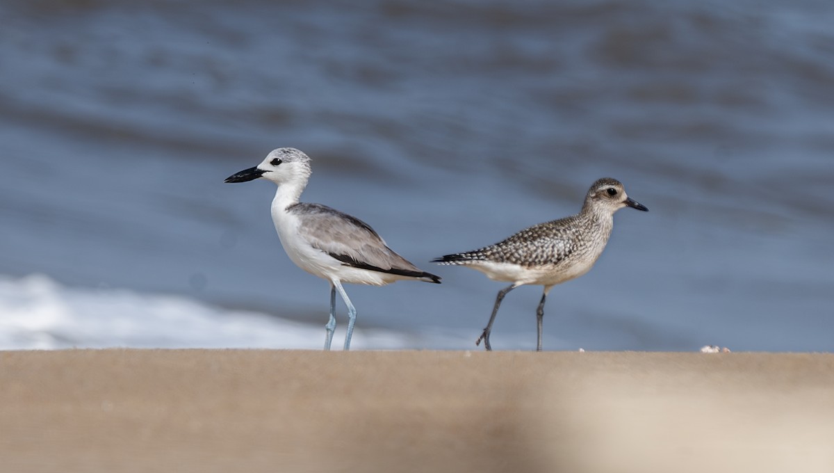 Crab-Plover - ML644130770