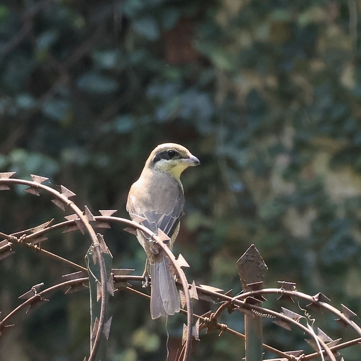 Brown Shrike - ML644130771