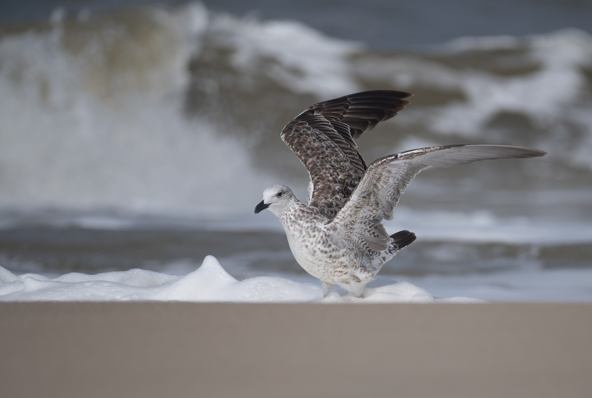 Lesser Black-backed Gull - ML644130773