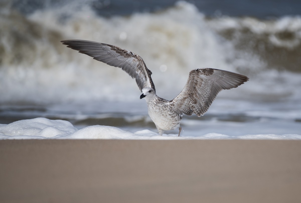 Lesser Black-backed Gull - ML644130774