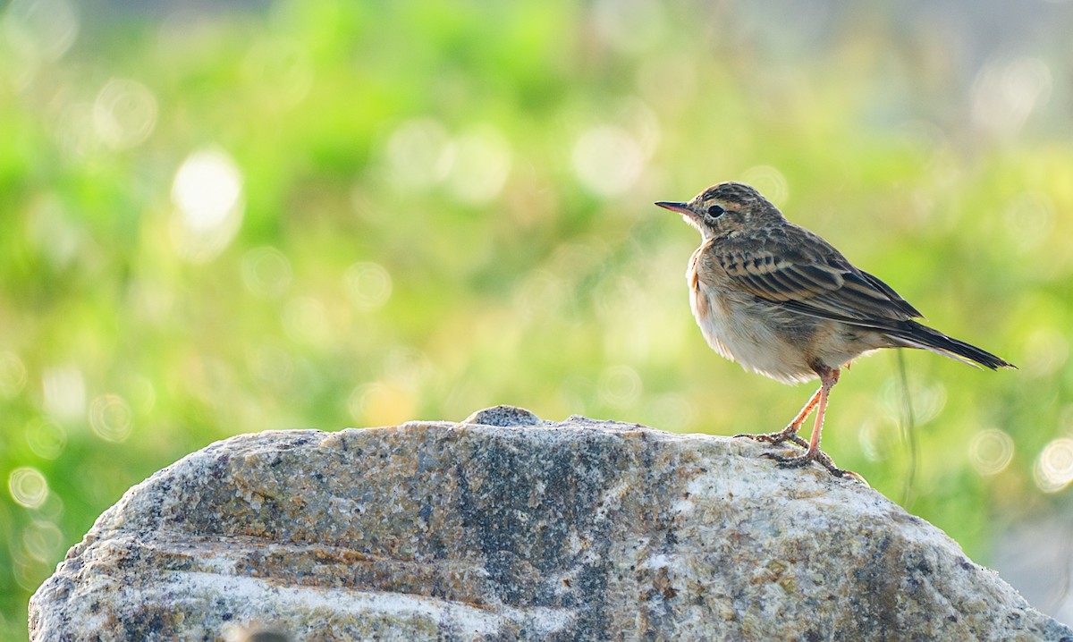 Paddyfield Pipit - ML644130782