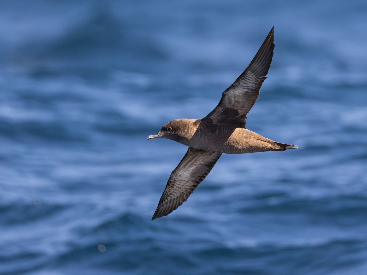 Sooty Shearwater - ML644130783