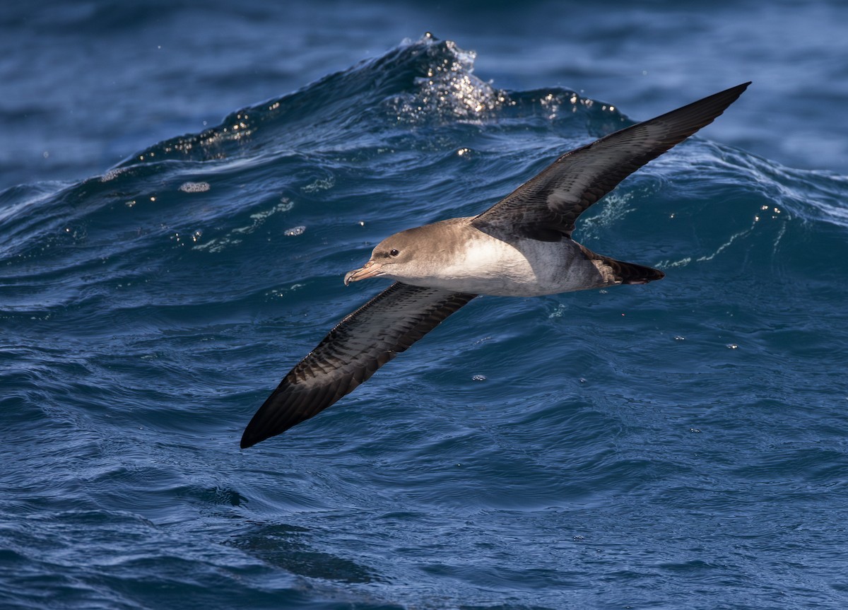 Pink-footed Shearwater - ML644130784