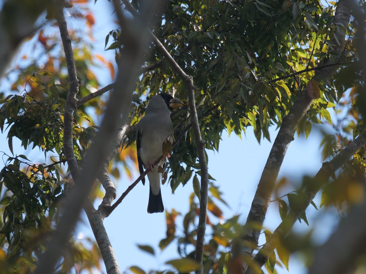 Japanese Grosbeak - ML644130790