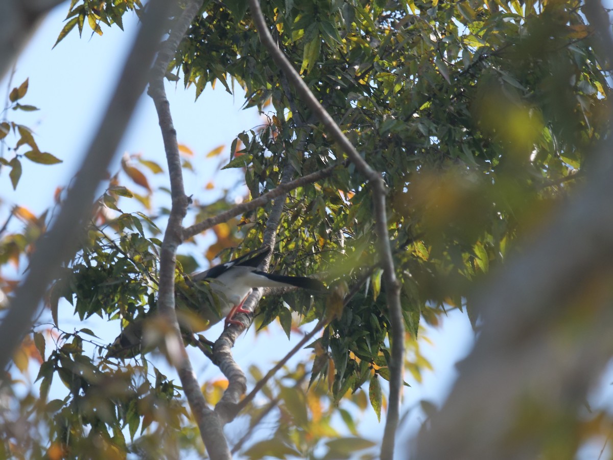 Japanese Grosbeak - ML644130792