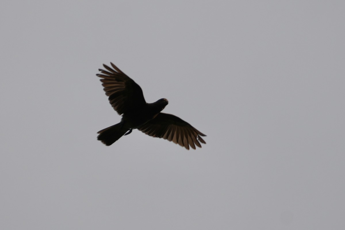 Seychelles Parrot - ML644130794