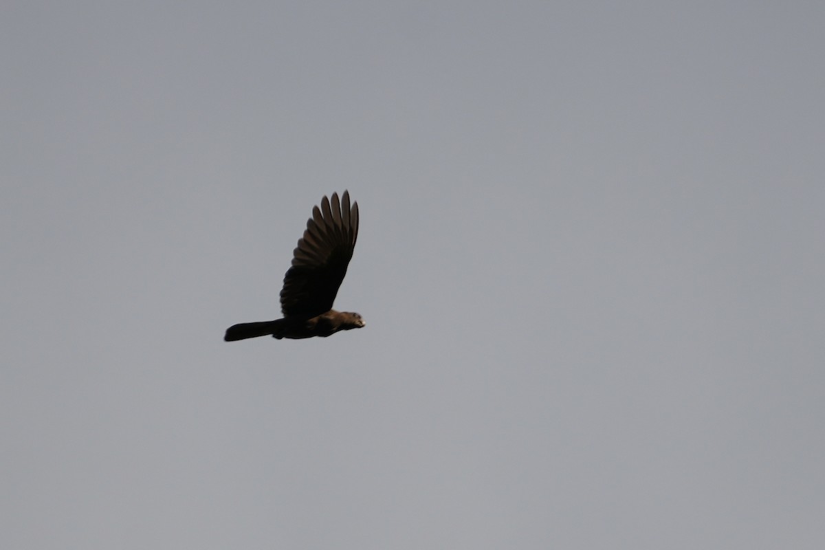 Seychelles Parrot - ML644130796