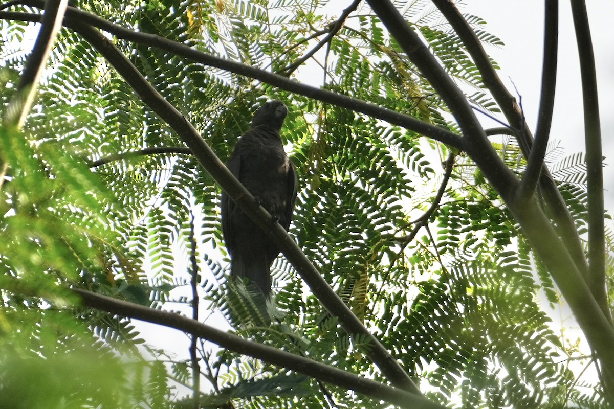 Seychelles Parrot - ML644130797