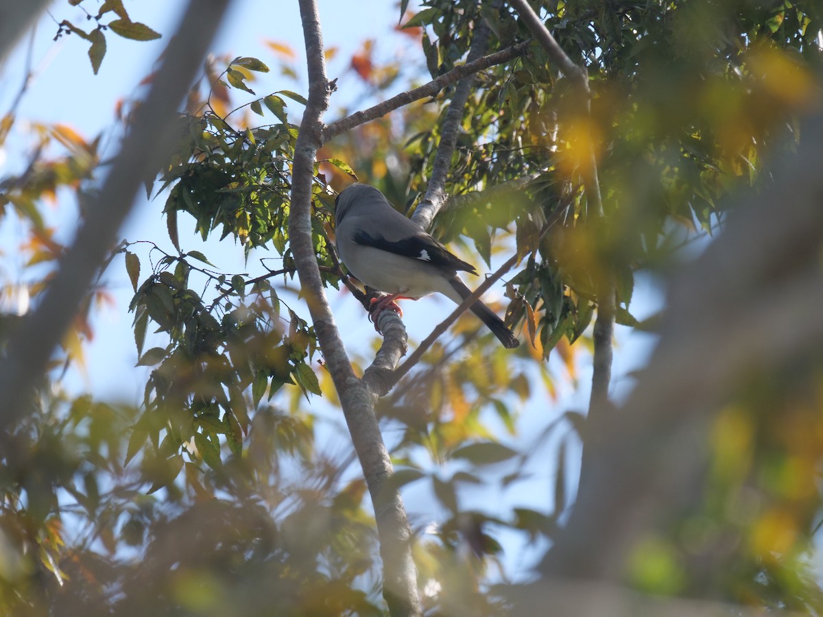 Japanese Grosbeak - ML644130798