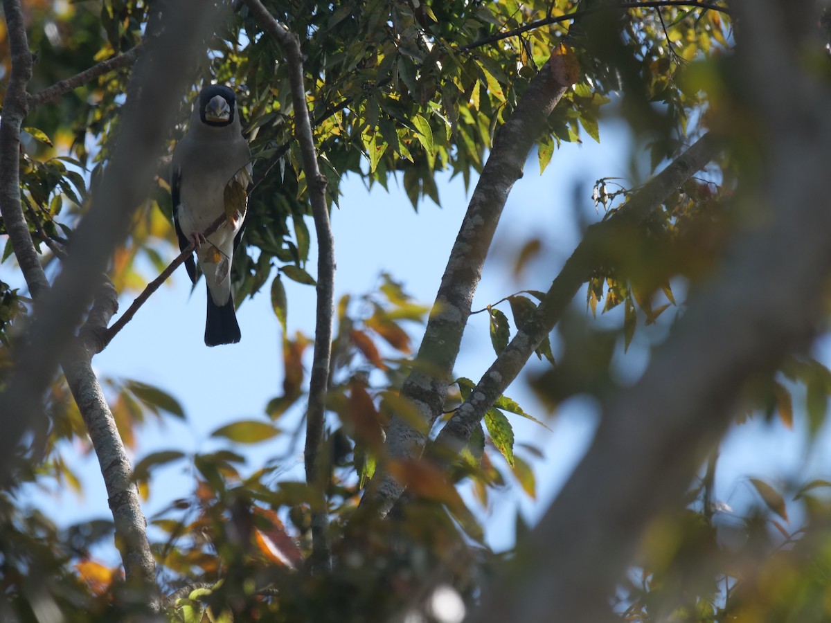 Japanese Grosbeak - ML644130800