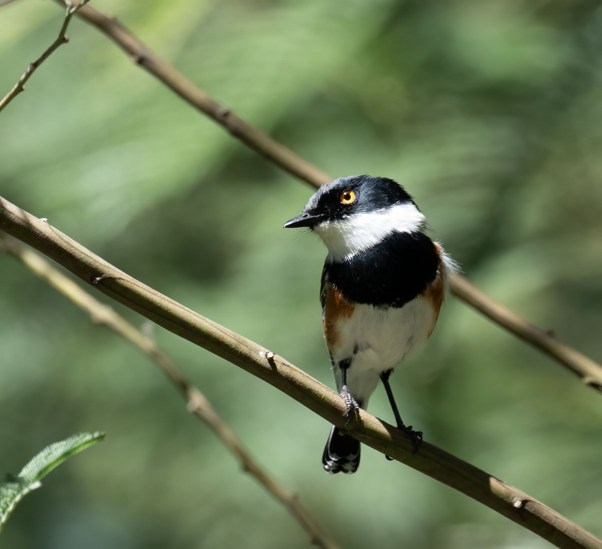 Cape Batis - ML644130802