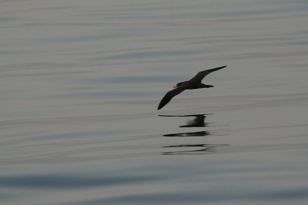Wedge-tailed Shearwater - ML644130804