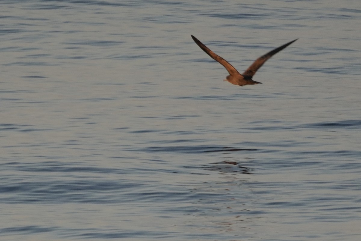 Wedge-tailed Shearwater - ML644130805