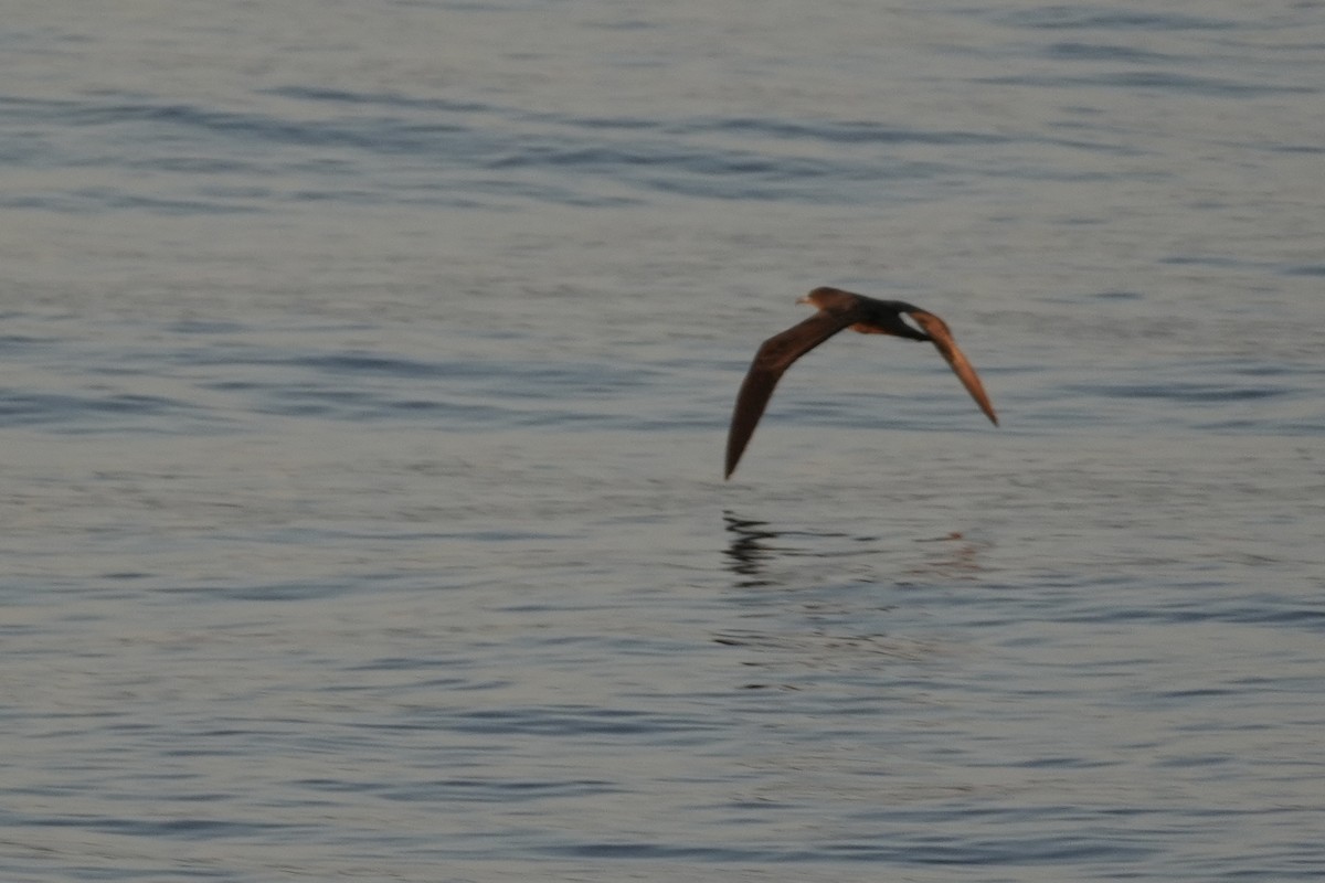 Wedge-tailed Shearwater - ML644130814