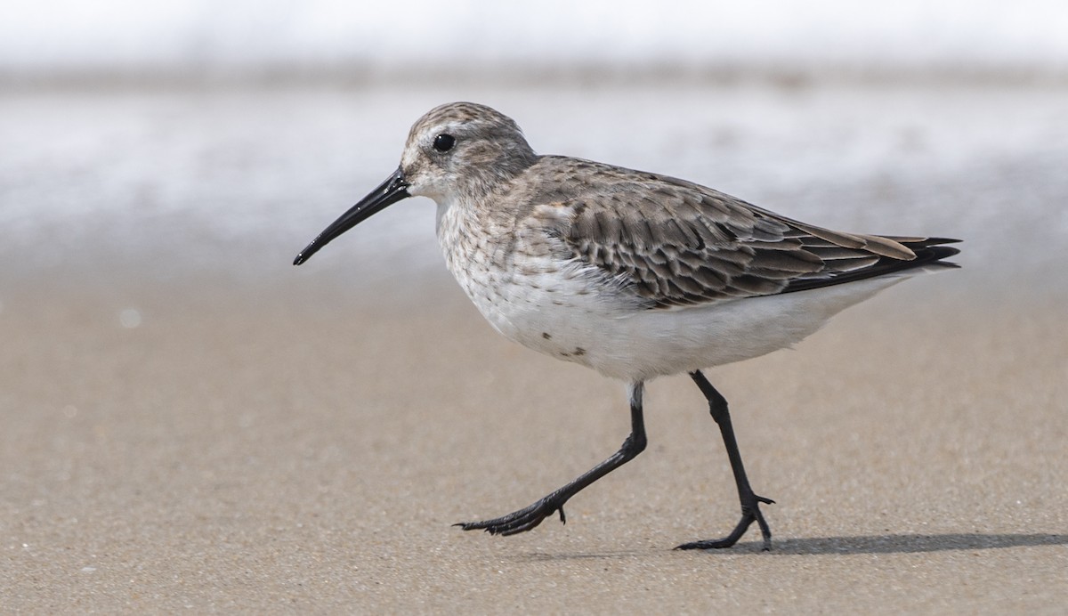 Dunlin - ML644130821