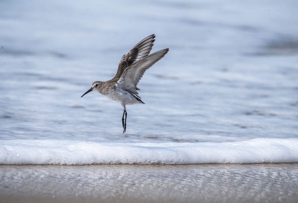 Dunlin - ML644130822