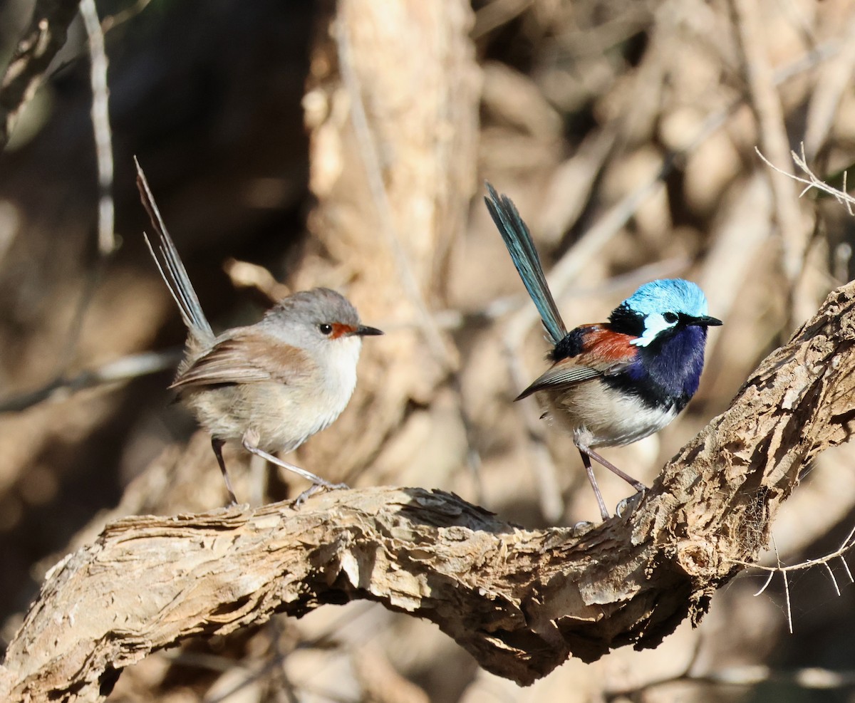 Red-winged Fairywren - ML644130823