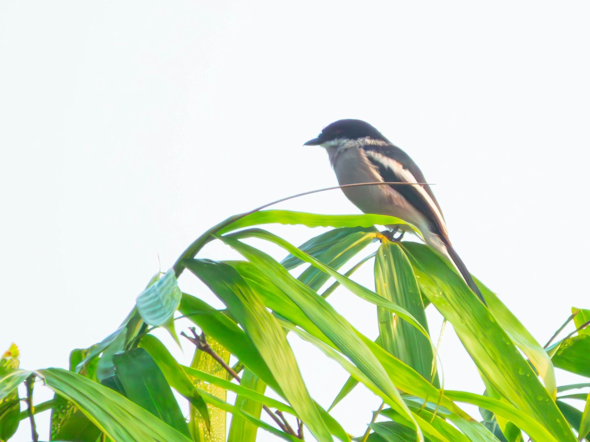 Bar-winged Flycatcher-shrike - ML644130825