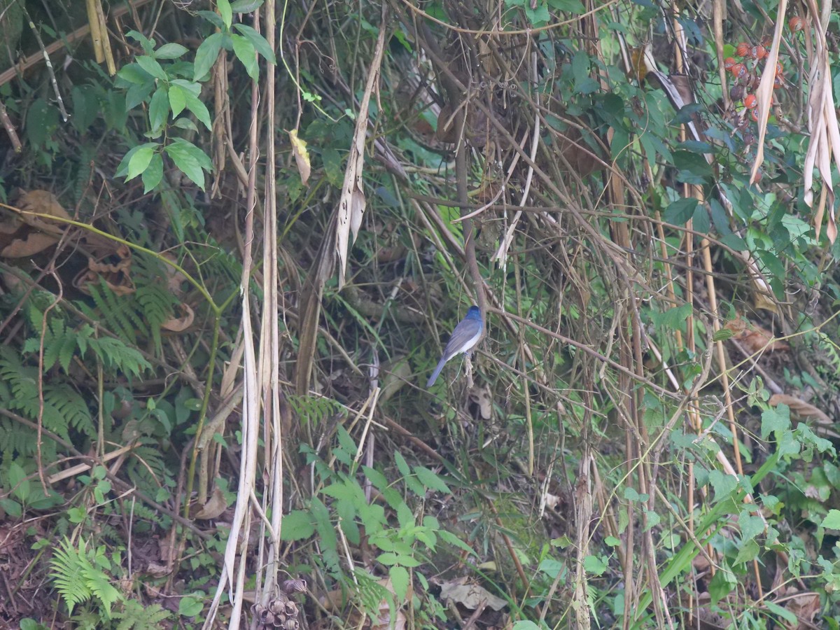 Tchitrec azuré - ML644130845