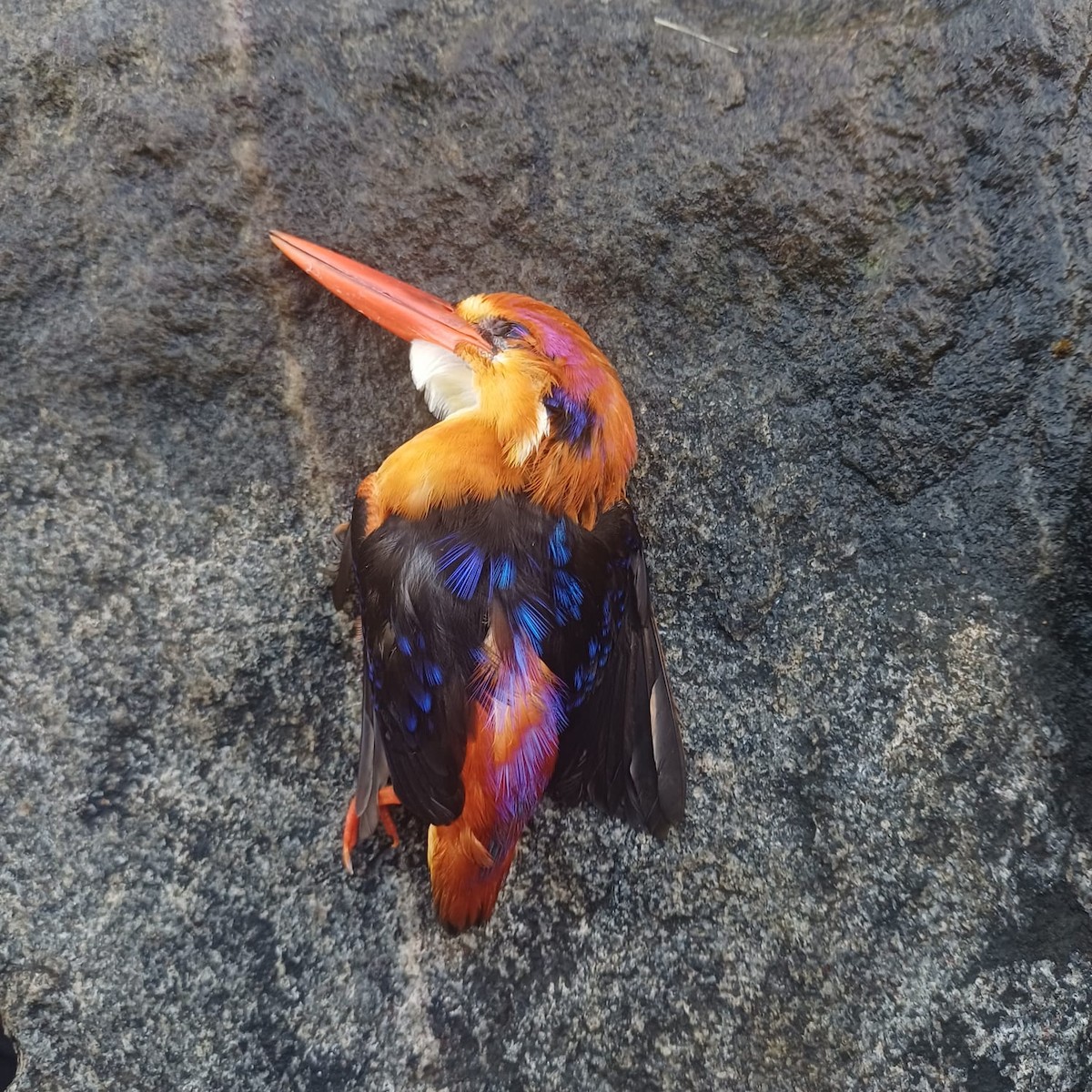 Black-backed Dwarf-Kingfisher - ML644130847