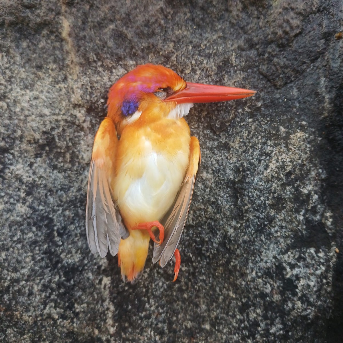Black-backed Dwarf-Kingfisher - ML644130848