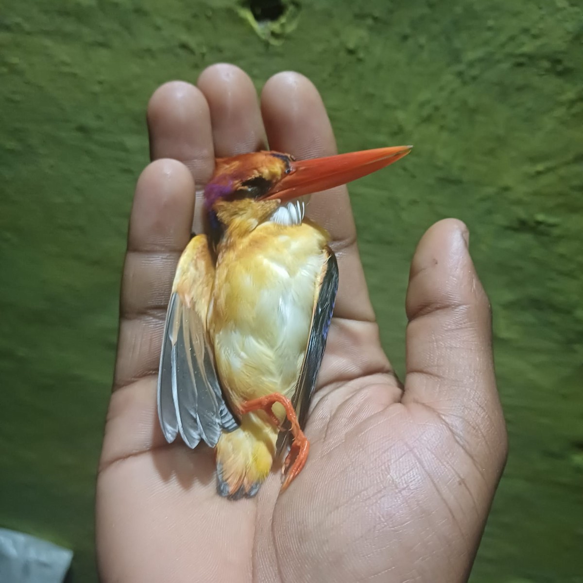 Black-backed Dwarf-Kingfisher - ML644130849