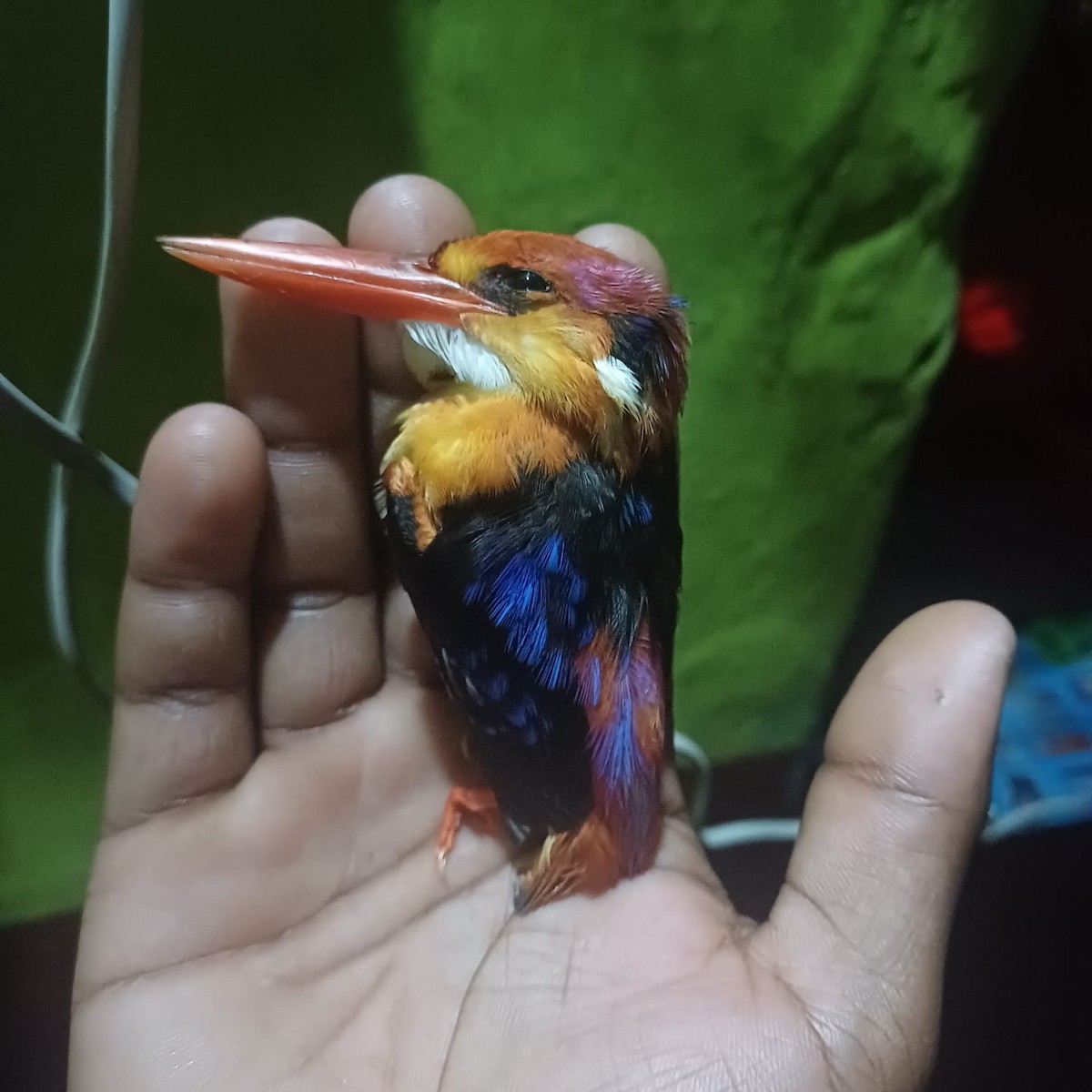 Black-backed Dwarf-Kingfisher - ML644130850