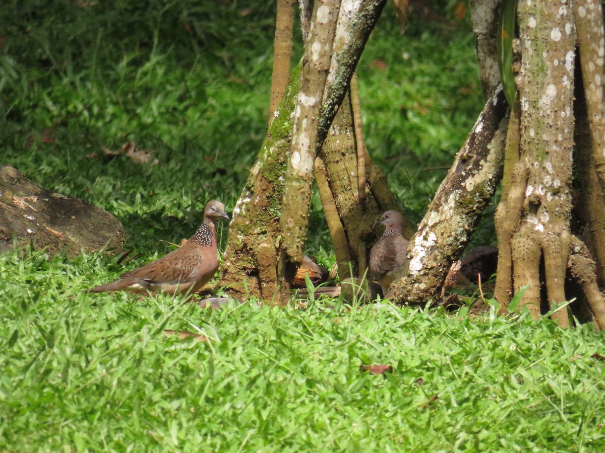 hrdlička kropenatá (ssp. chinensis/suratensis) - ML644130861