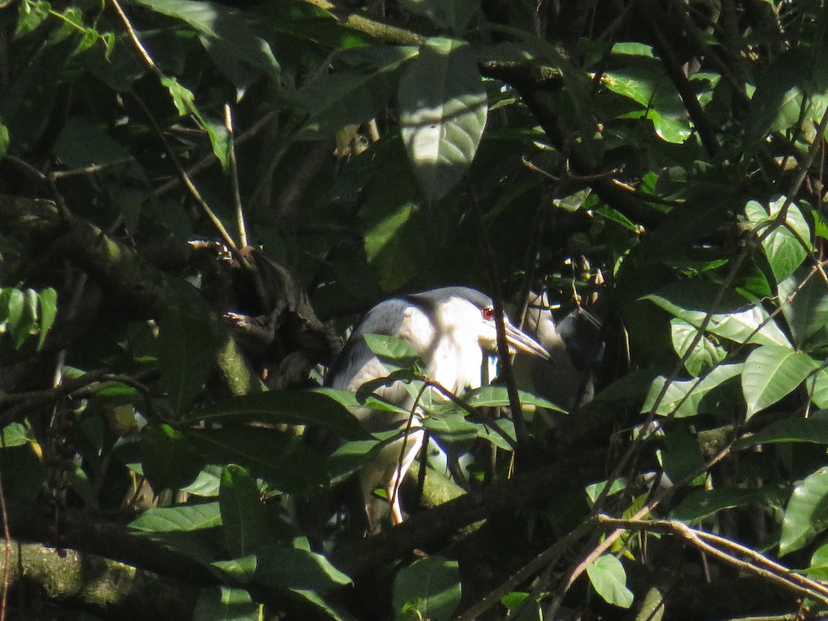 kvakoš noční - ML644130867