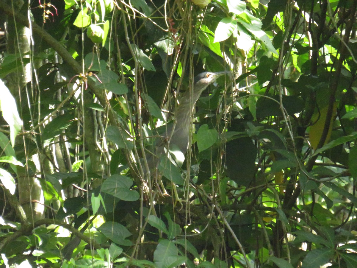 kvakoš noční - ML644130869