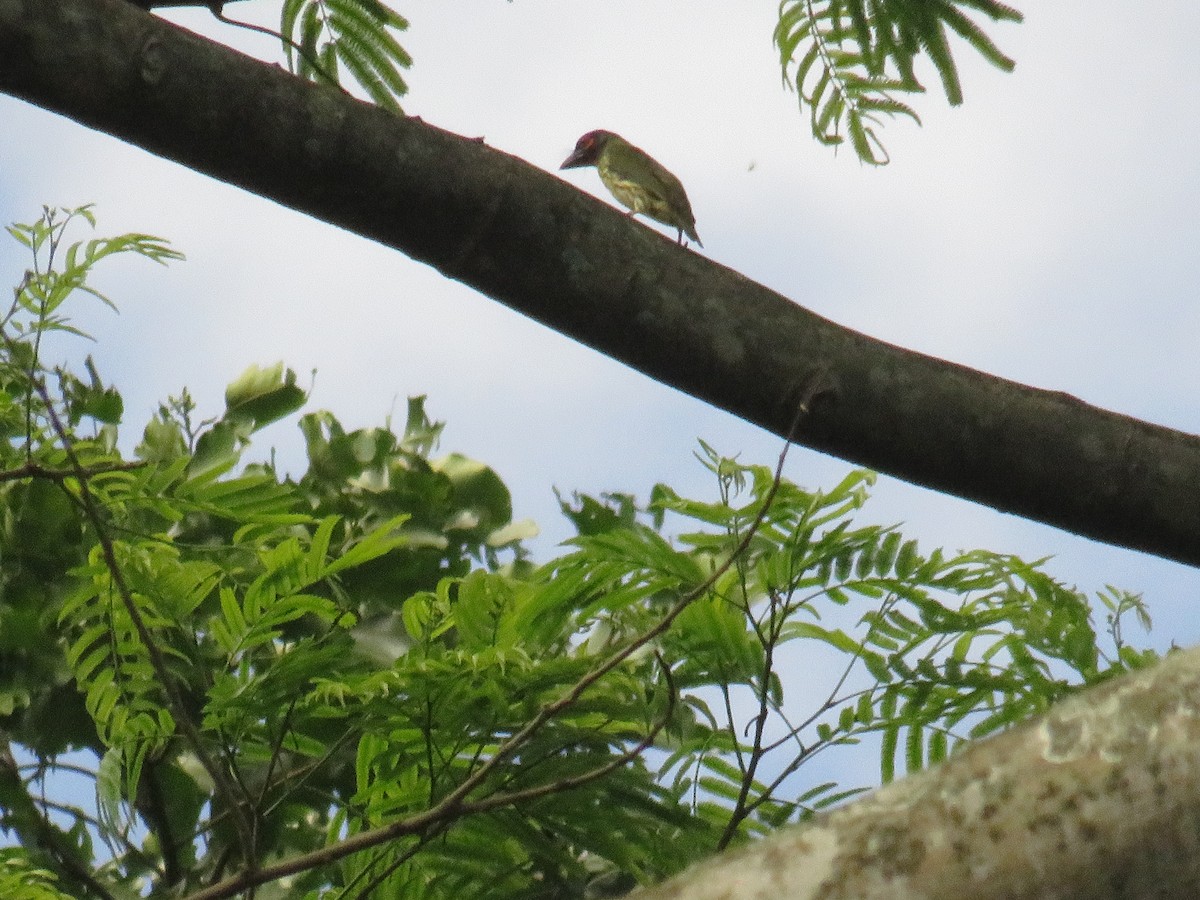 Barbudo Calderero (roseus) - ML644130871