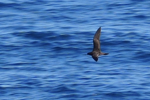 Wedge-tailed Shearwater - ML644130875