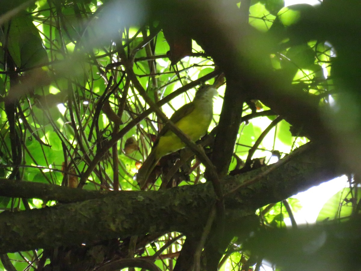 Бурощёкий бюльбюль-бородач - ML644130878