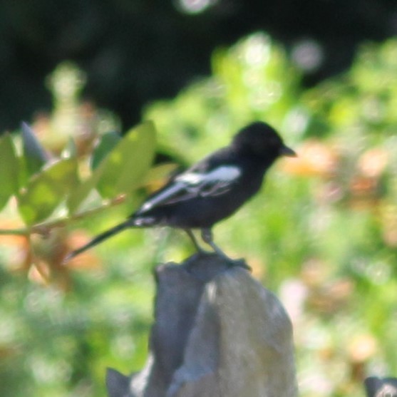 Southern Black-Tit - ML644130881