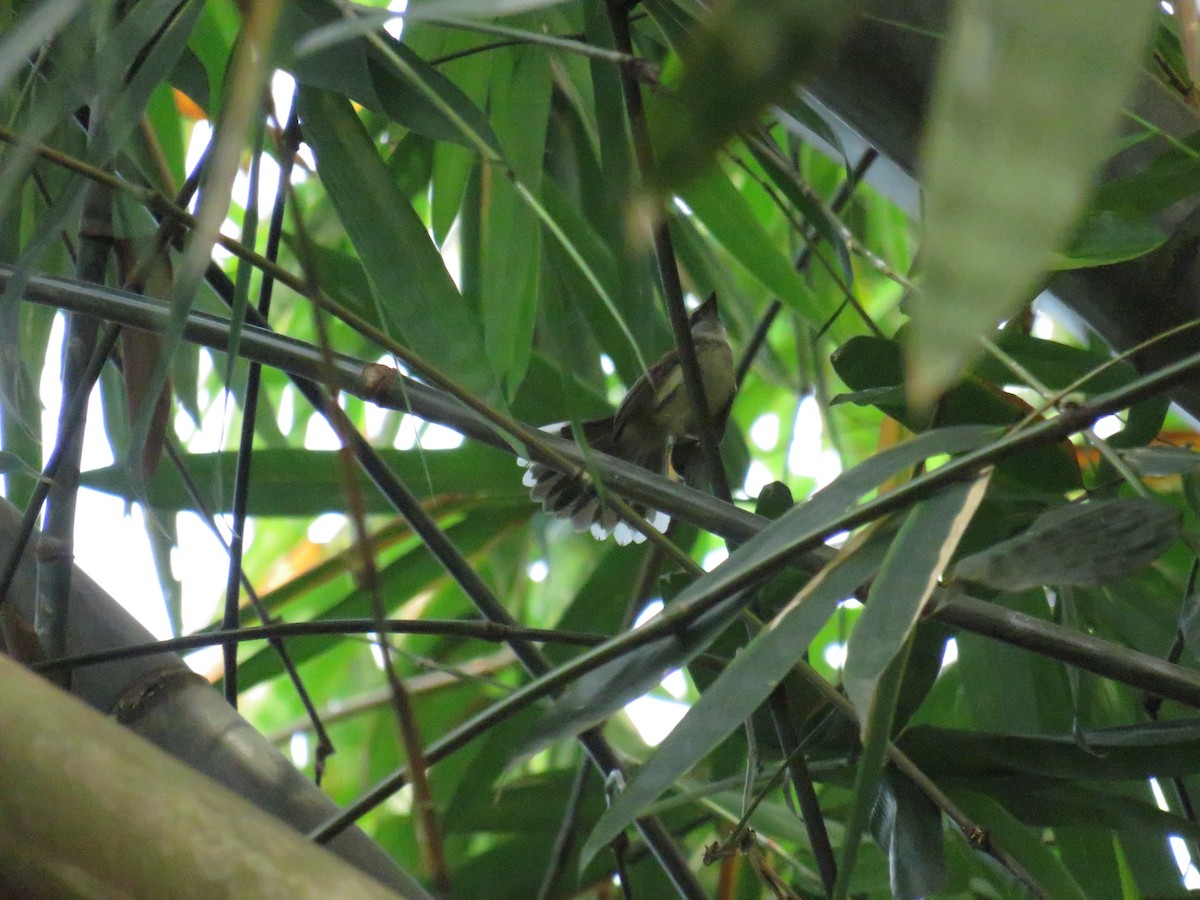 Malaysian Pied-Fantail - ML644130882