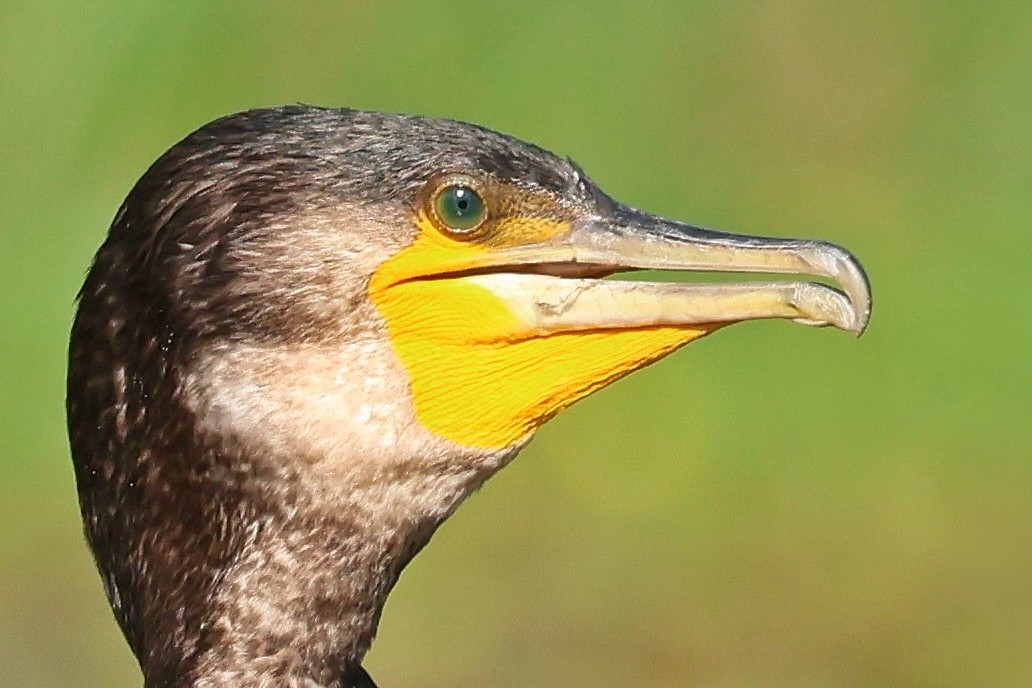 Great Cormorant - ML644130884