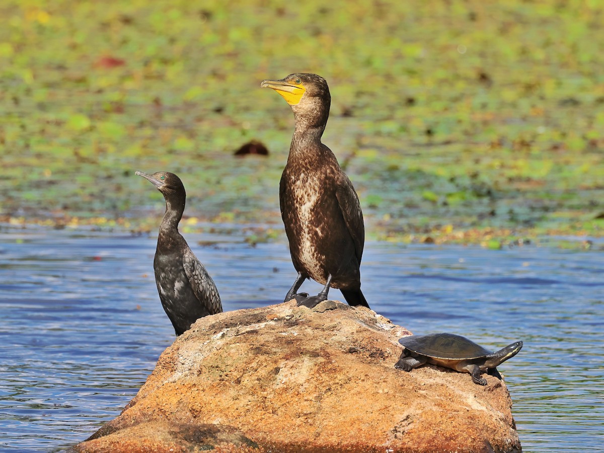 Great Cormorant - ML644130885