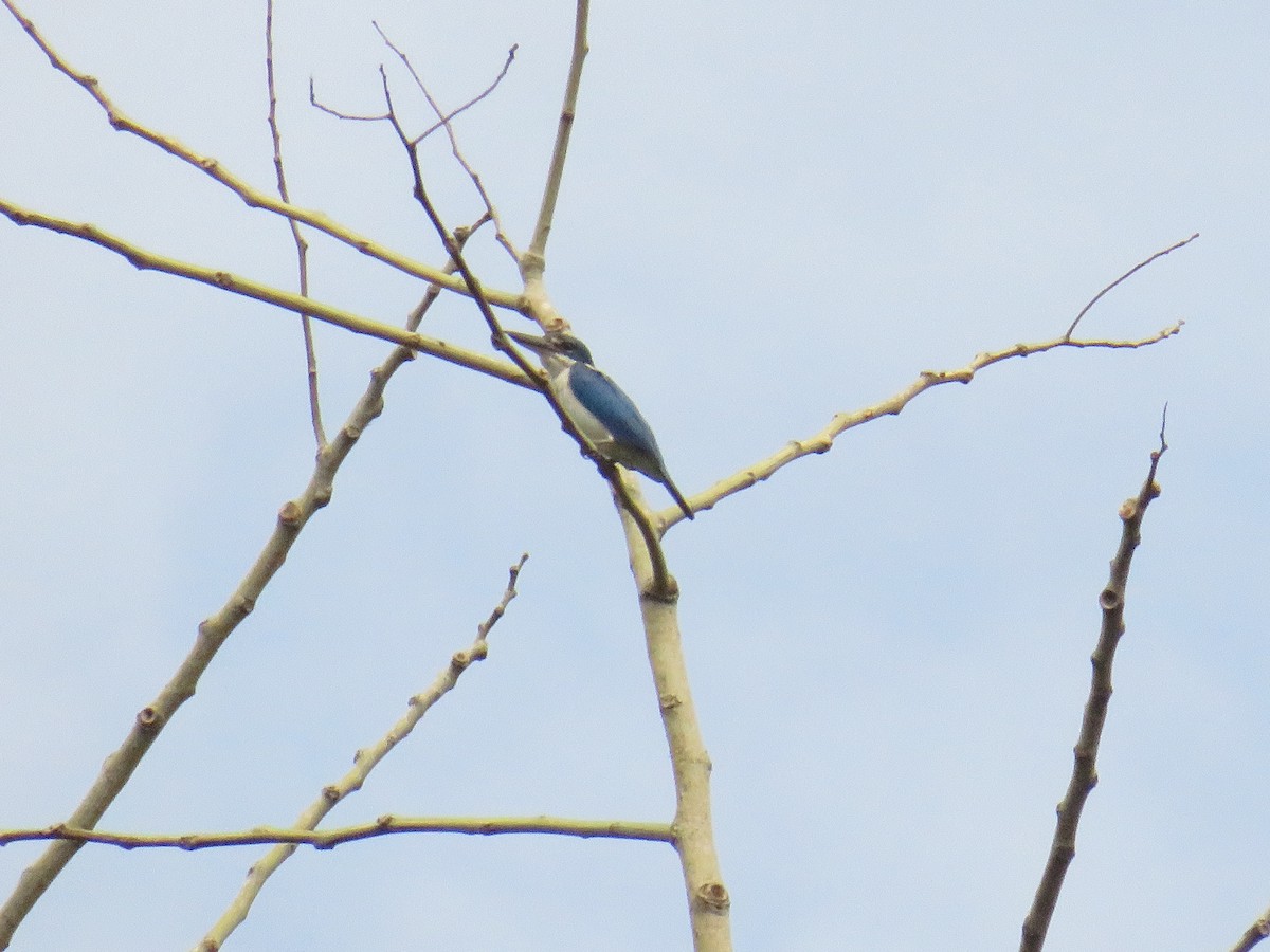 ledňáček obojkový [skupina chloris] - ML644130889