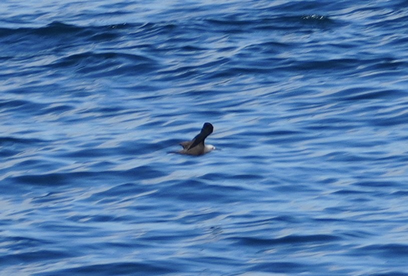 Lesser Noddy - ML644130891