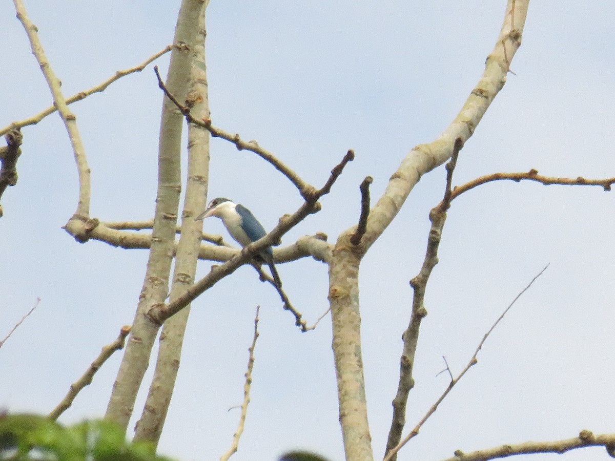 ledňáček obojkový [skupina chloris] - ML644130892