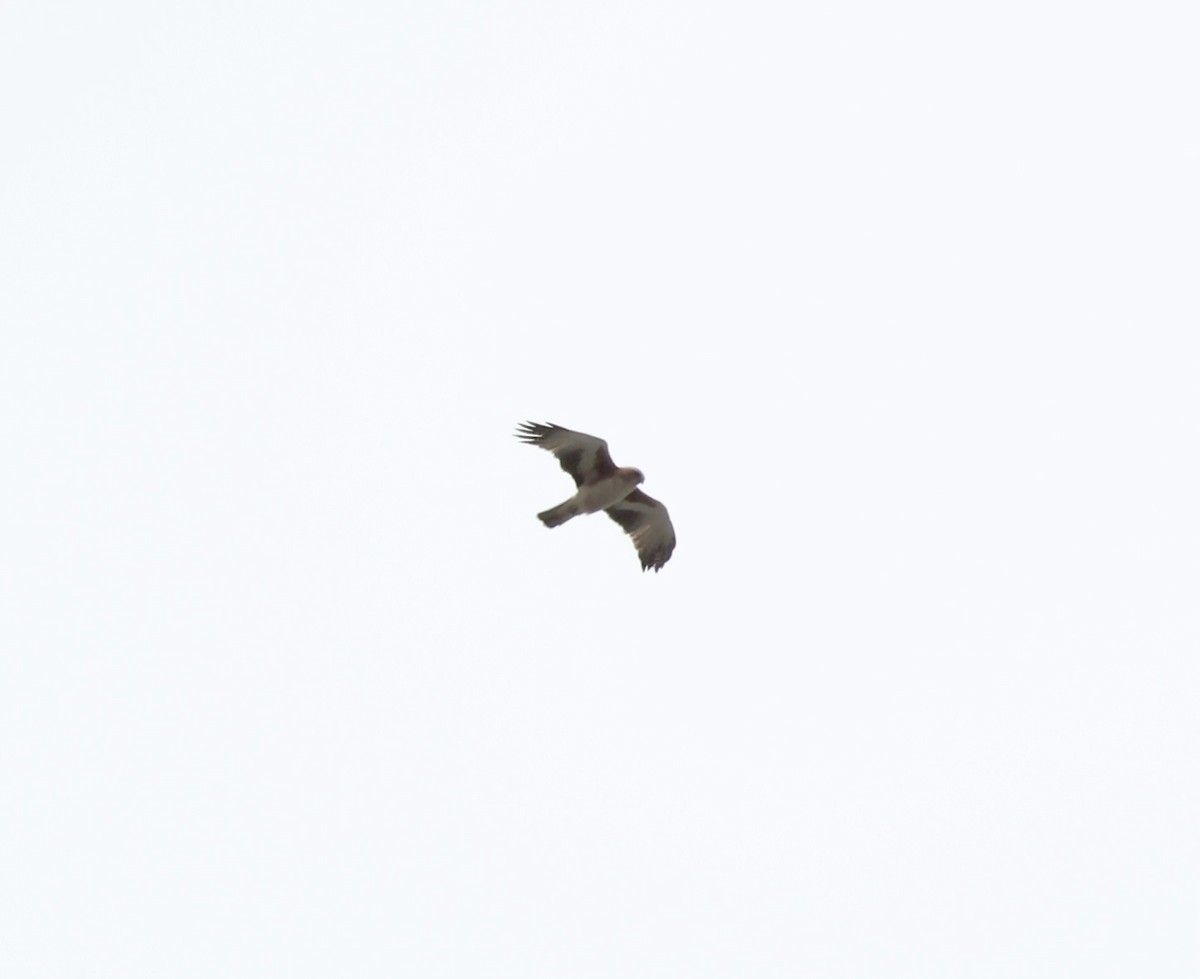 Орел-карлик австралійський - ML644130898