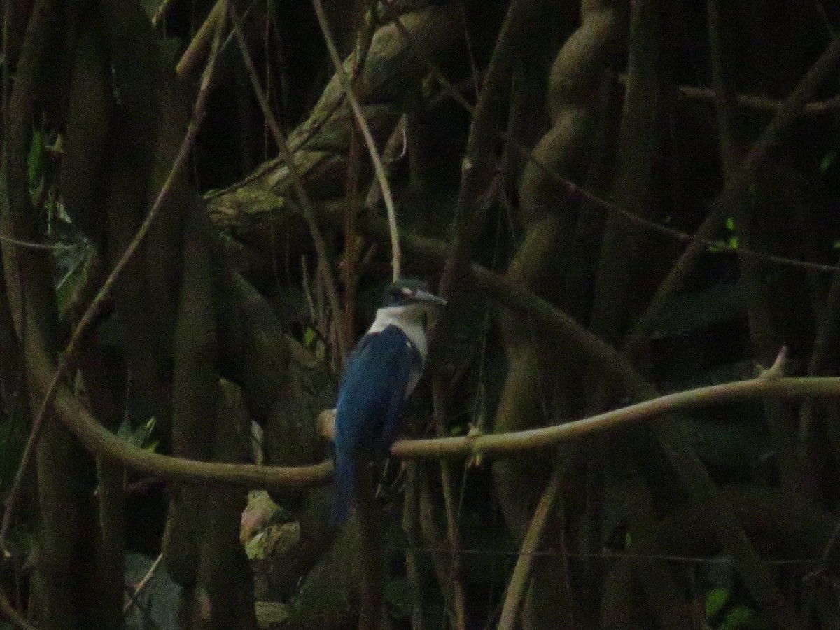 ledňáček obojkový [skupina chloris] - ML644130899