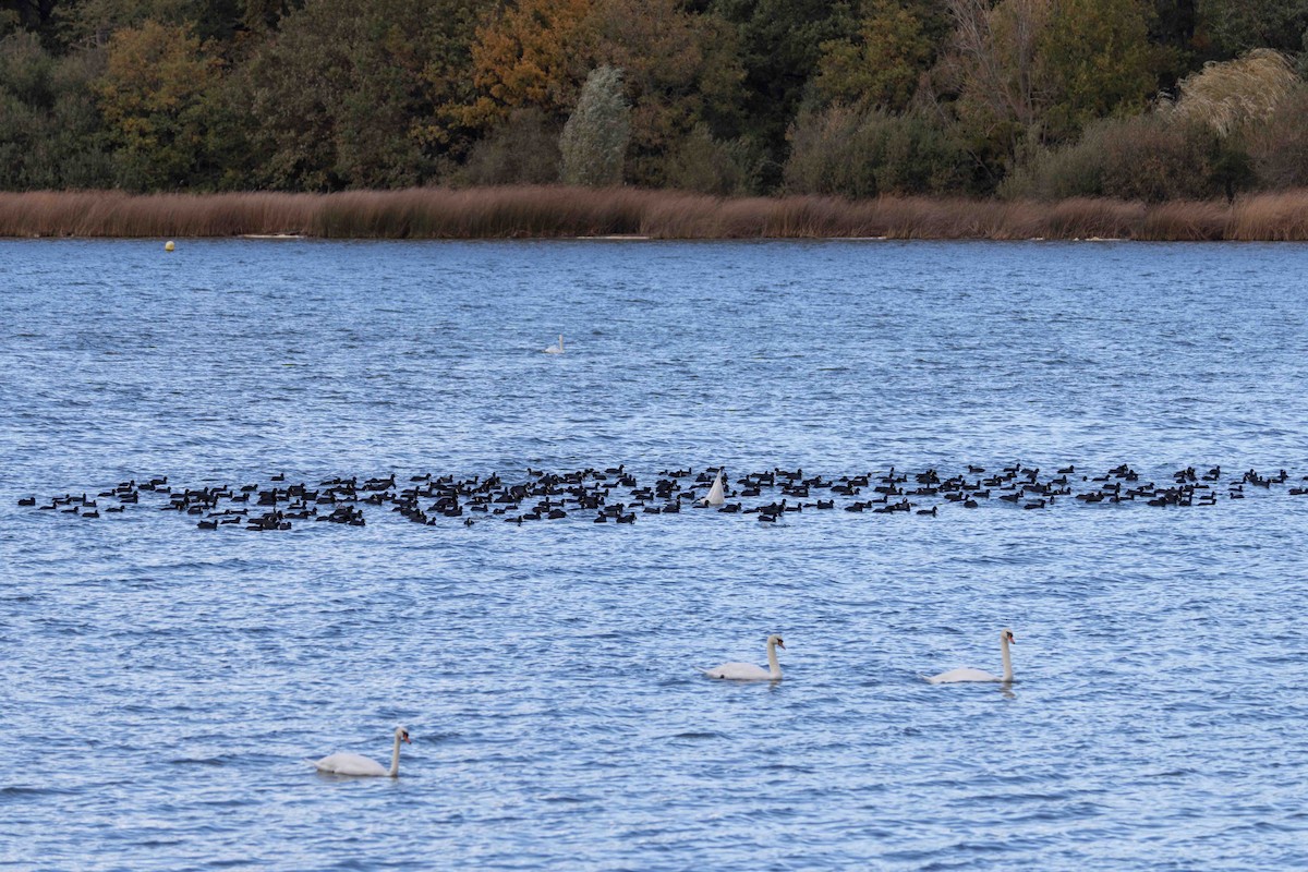 Great Cormorant - ML644130908