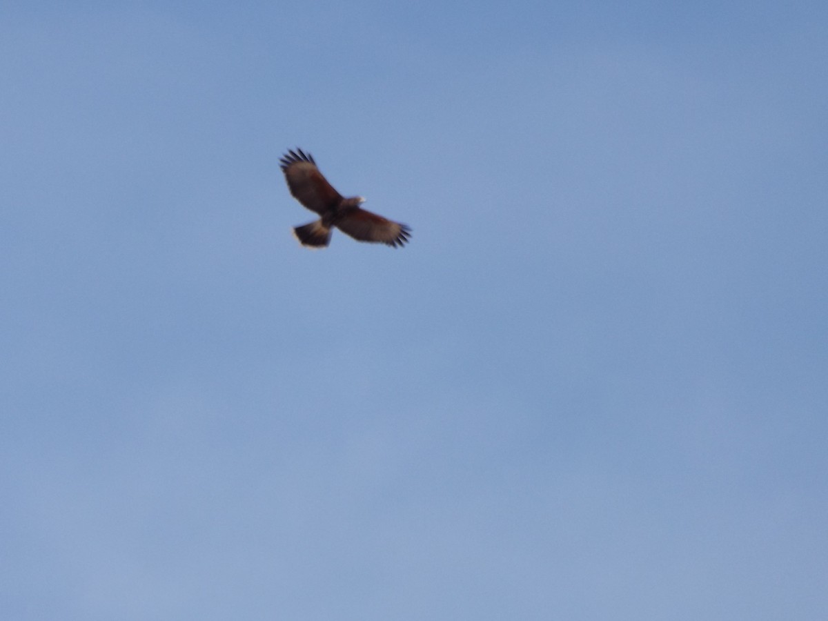 Harris's Hawk - ML64413091